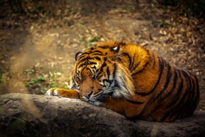 sleeping tiger